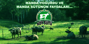 Manda sütünün ve manda yoğurdunun faydaları